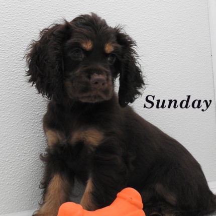 puppy, for, sale, Cocker Spaniel, Joe & Cherri  Overlease, dog, breeder, Miller, MO, dog-breeder, puppy-for-sale, forsale, nearby, find, puppyfind, locator, puppylocator, aca